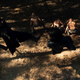 Image for article titled "The Art of War" Has Sleepy Hollow's Goofiest Action Sequence Yet